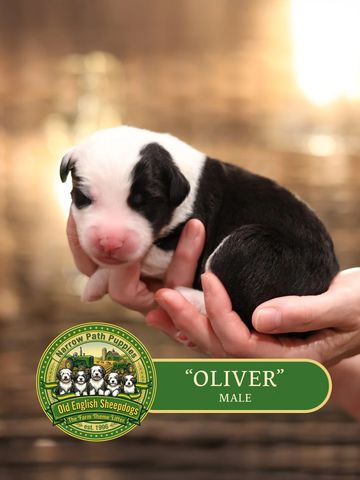 OES Puppies, Old English Sheepdog puppies, AKC Old English Sheepdog puppies for sale