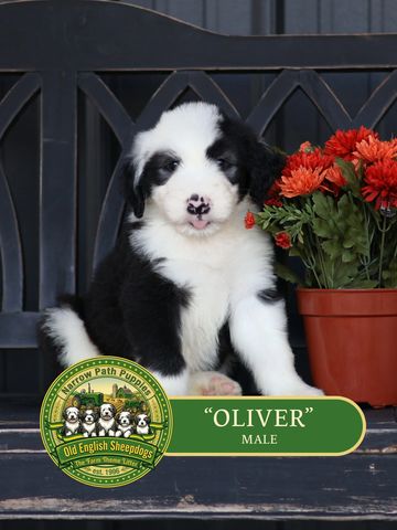 Old English Sheepdog Puppy, AKC Old English Sheepdog puppies, OES puppies, AKC puppies for sale
