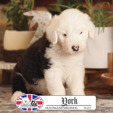 Fluffy Old English Sheepdog puppy sitting indoors.