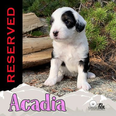 Mini Sheepadoodle Puppy