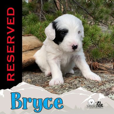 Miniature Sheepadoodle Puppy