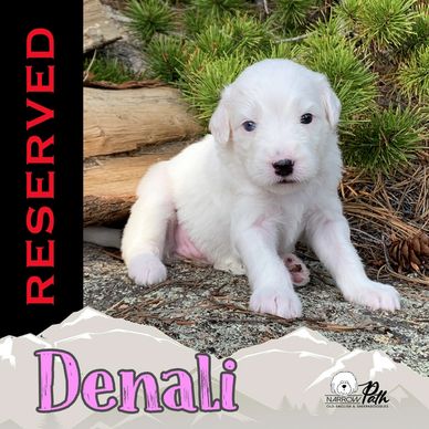 Miniature Sheepadoodle Puppy