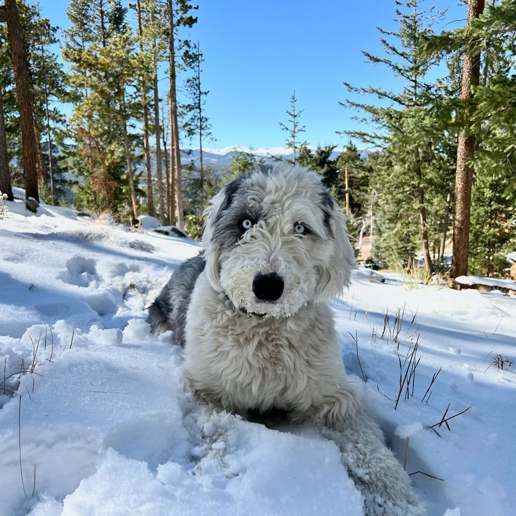 Old English Sheepdog in snow