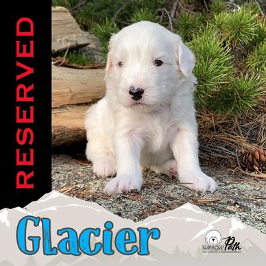 Miniature Sheepadoodle Puppy