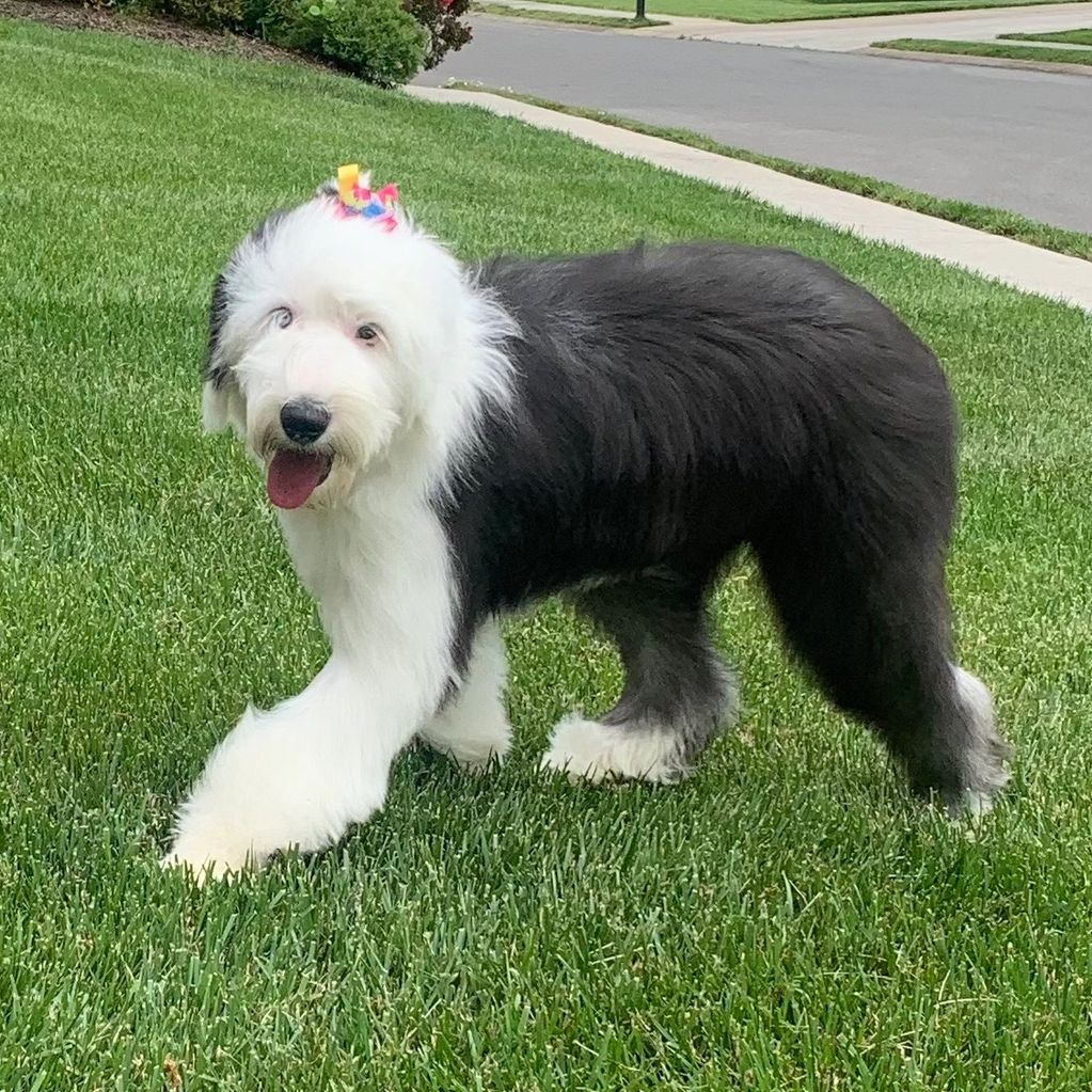 Royal Croft Old English Sheepdog 