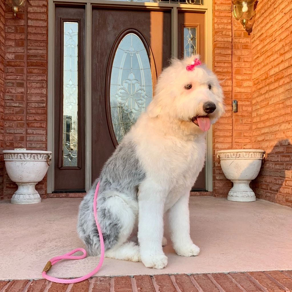 Old English Sheepdog outside