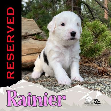 Mini Sheepadoodle Puppy