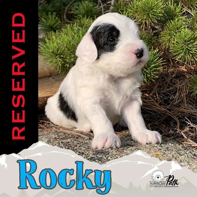 Mini Sheepadoodle Puppy