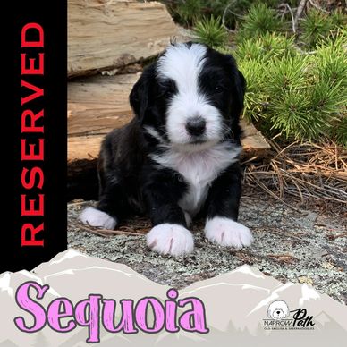 Miniature Sheepadoodle Puppy