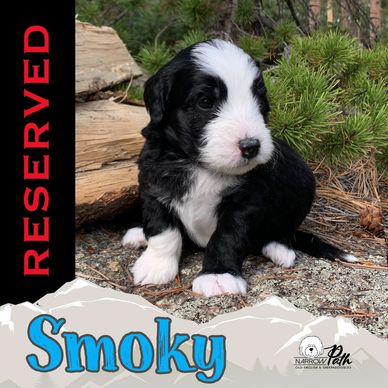 Mini Sheepadoodle Puppy