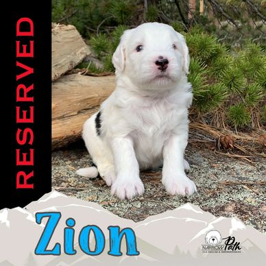Mini Sheepadoodle Puppy
