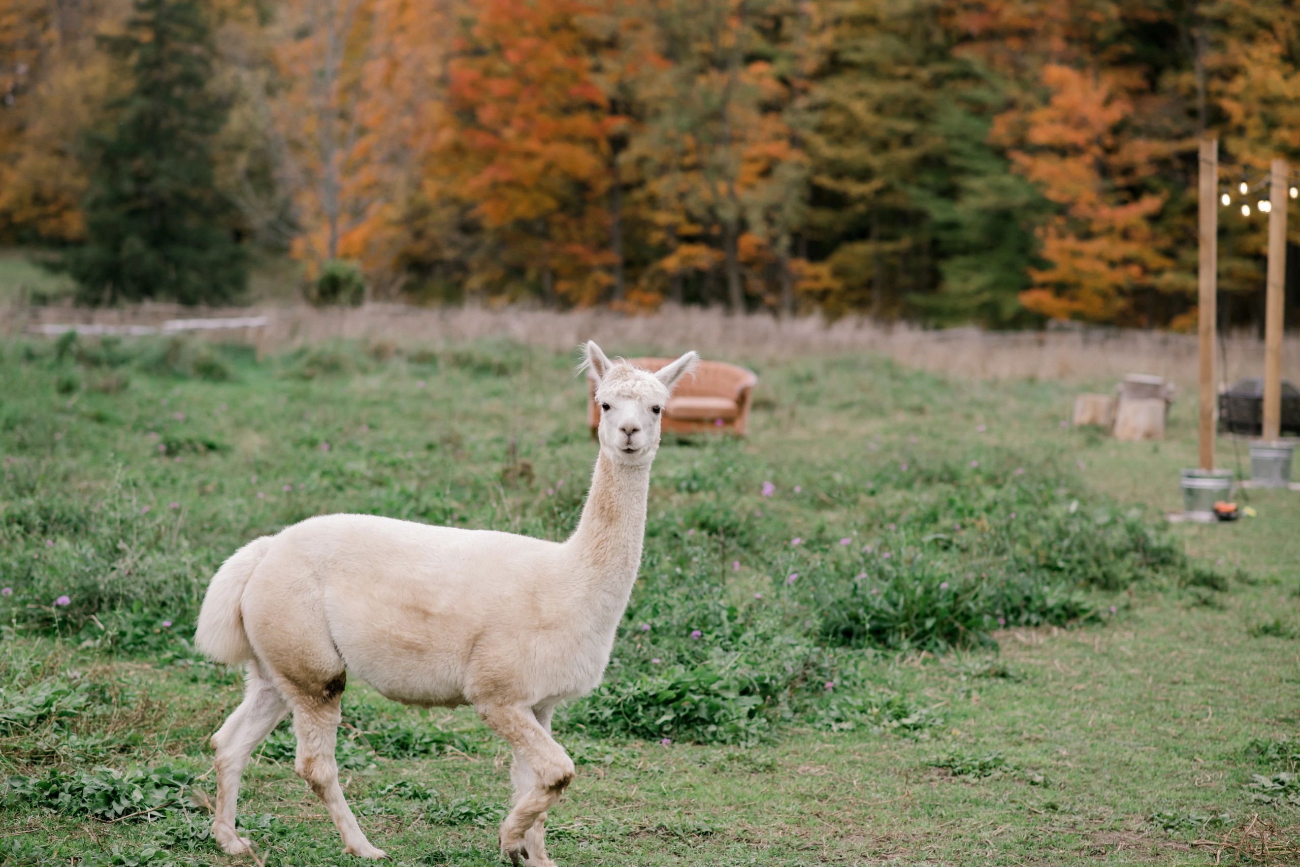 alpaca様 Jolly Zee Alpacas, Mono Ontario