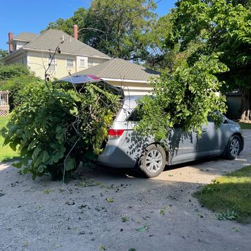 Minivan with large tree branches covering its rear in a driveway.