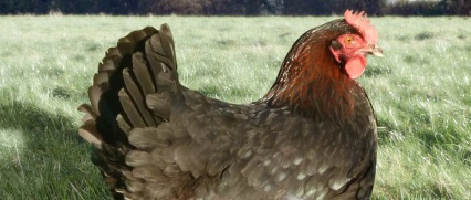 Premium Hens