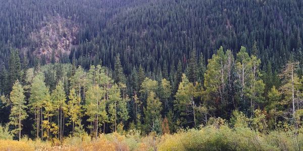 A vibrant forest with a mix of green and autumn-colored trees.
