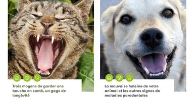 Chat qui bâille et chien souriant montrant leurs dents.