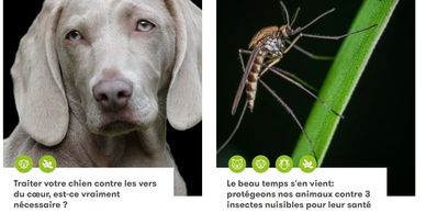 Chien triste et moustique sur plante avec conseils santé.