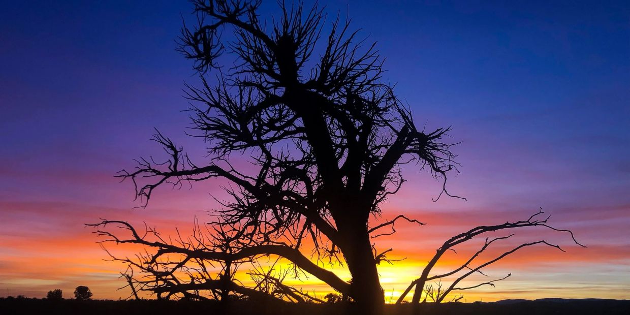 Silhouette of a leafless tree against a colorful sunset sky.