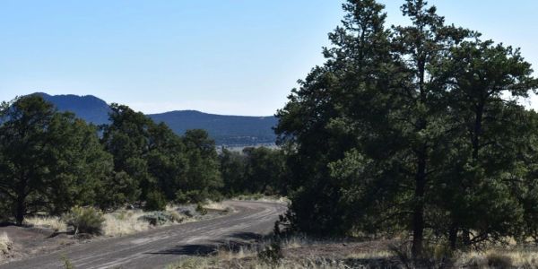 A winding dirt road through a forested area with distant mountains.