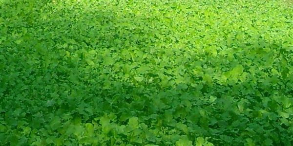 Deer food plot later planting