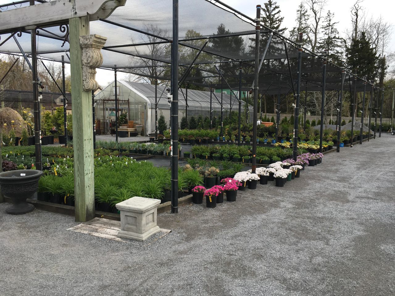 Daisy White Nursery business photo
