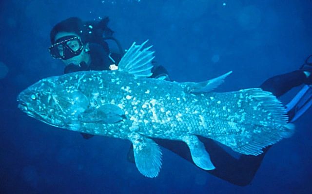 coelacanth_3.jpg