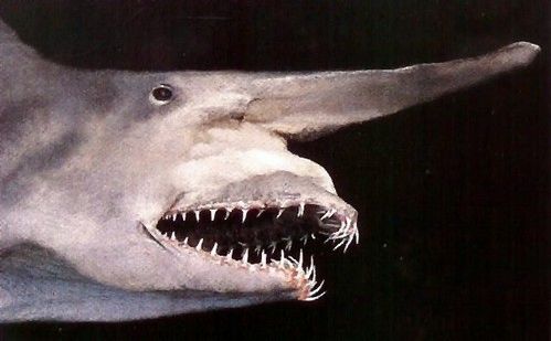 disgusting_fishes_8-goblin-shark.jpg