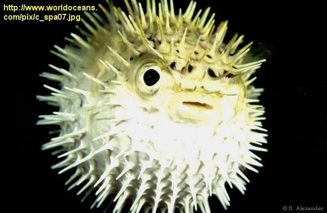 pufferfish.jpg