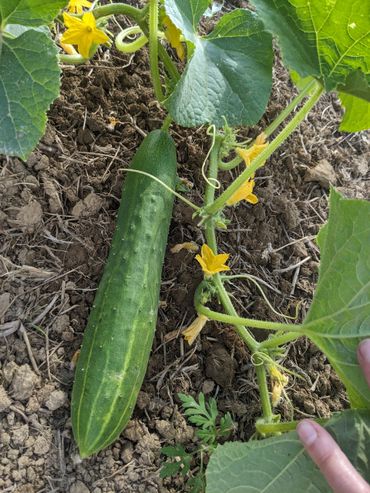 A cucumber growing on the vine
