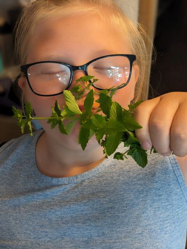 Smelling fresh mint used to make homemade candles