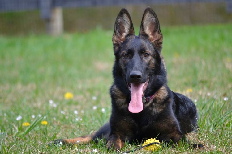 German Shepherd - German Shepherd Breeder Czech and DDR