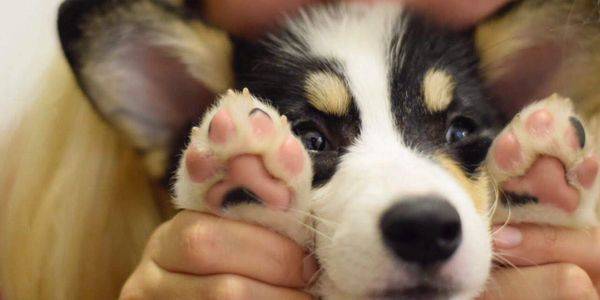 Cachorro Bobtail: características e fotos