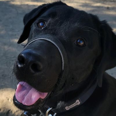 Bronn, the Techno Puppy, smiles during a hike.