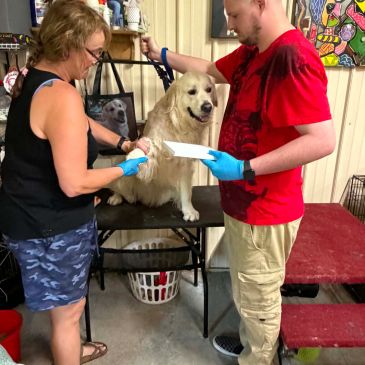 Golden retriever being groomed by two people.