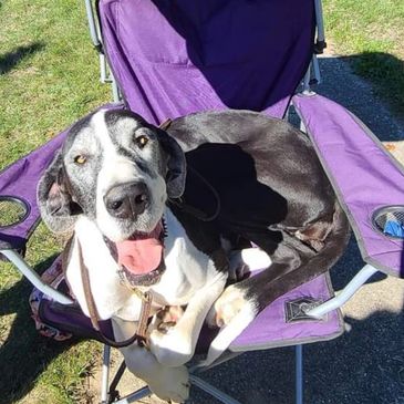 Gracie chilling in her chair during a parade.