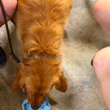 Golden retriever sniffing blue cloth on floor.