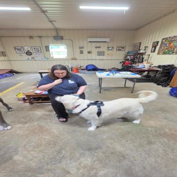 Person sitting on the floor interacting with a white dog indoors.