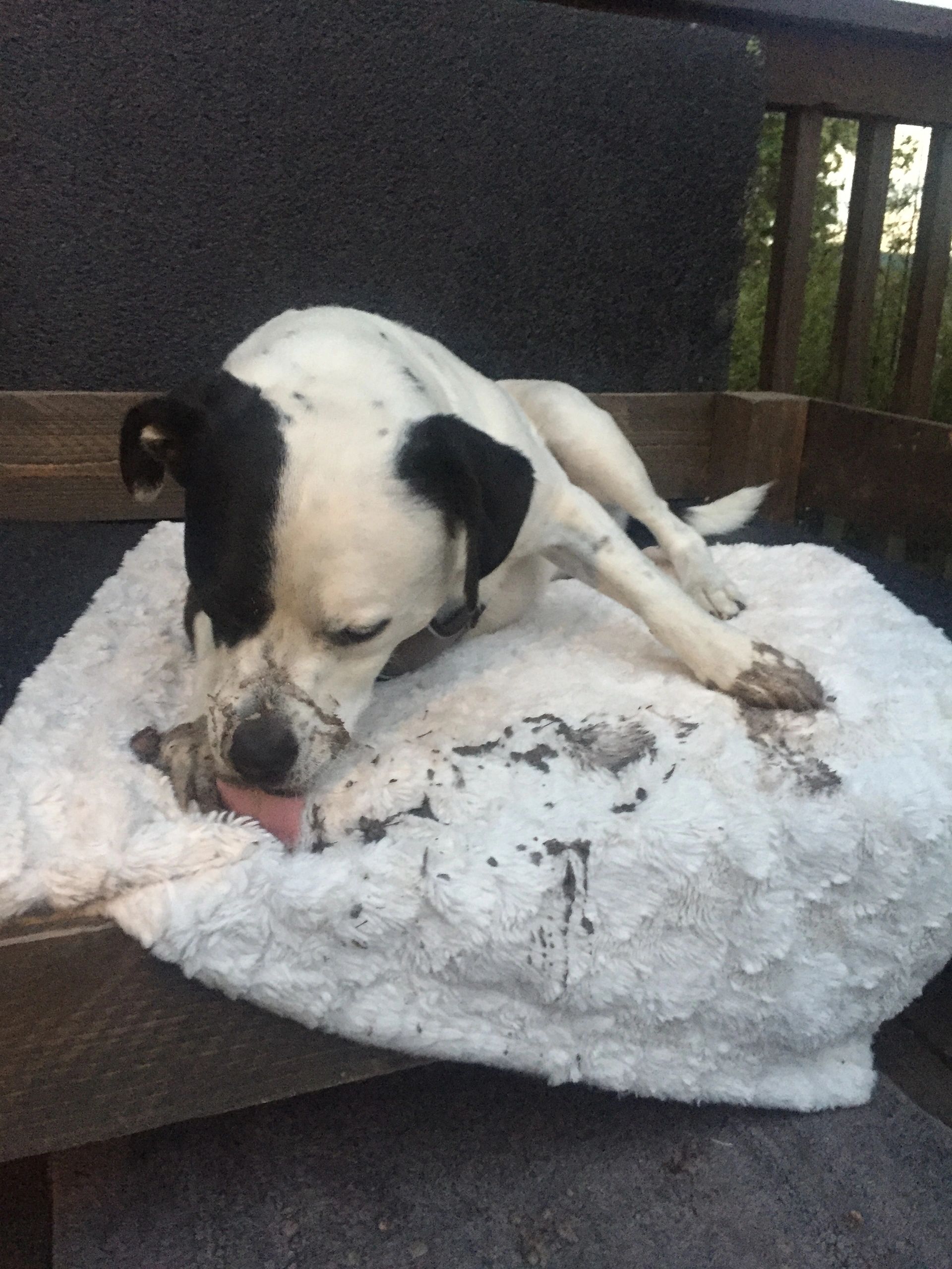 Muddypawzdogspa Dog Grooming Edmonds, Washington