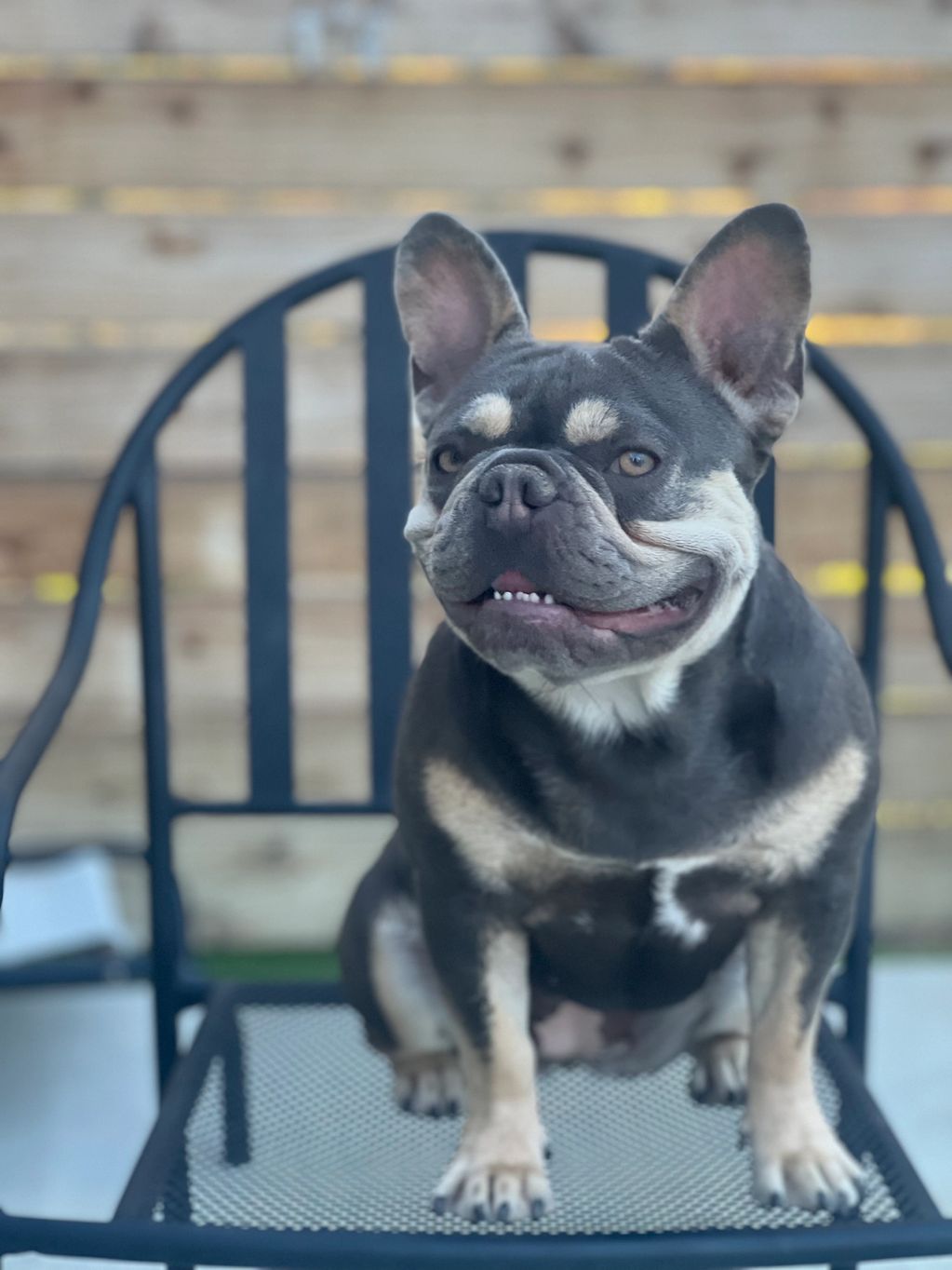 Compound Frenchies Female Frenchies, Puppies Available, AKC