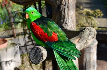 caged tropical bird