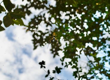 banana spider