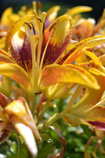 hiding in lilies