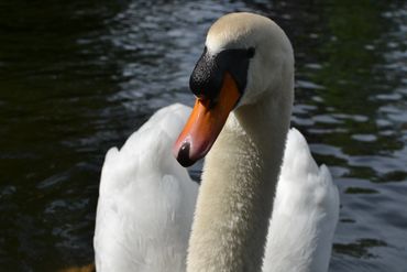 swan headshot