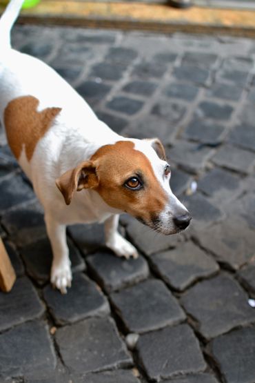 italian street dog