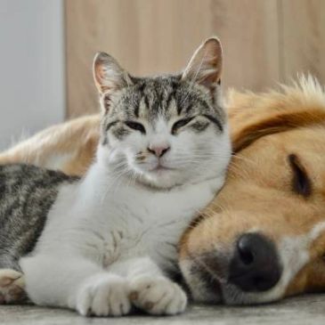 A cat and dog resting together peacefully.