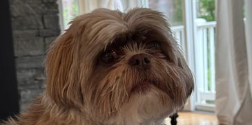 Fluffy small dog indoors with collar.