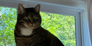 Large tabby cat sitting on a windowsill.