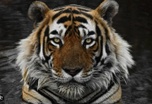 Tiger Process Services LLC