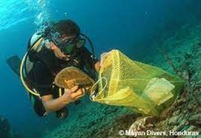 clean up conservation clean ocean plastic removal
