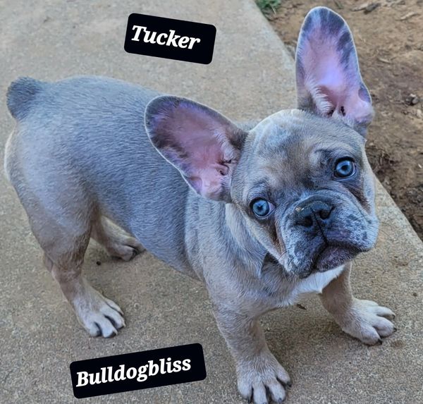 Holiday special 1200 pet price!! Beautiful blue fawn, green eyes, sweet boy.
